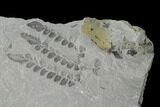Pennsylvanian Fossil Fern (Neuropteris) Plate - Kentucky #142408-2